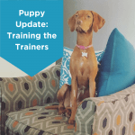 Puppy Update Training the Trainers