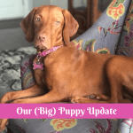Our (Big) Puppy Update